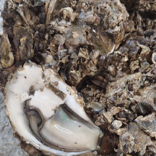 湛江湛江原产地生蚝正宗生蚝牡蛎鲜甜脆