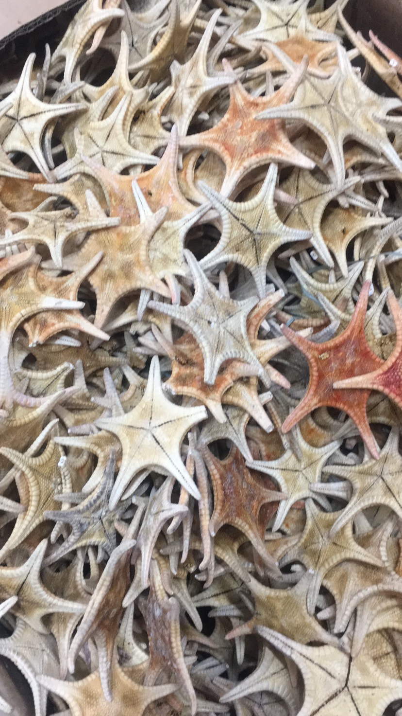 玉林海星 汤料提鲜咳痰