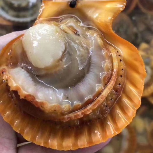 饶平县黄金扇贝  当天打包发货！锁住新鲜，让您在家吃出海边的感觉