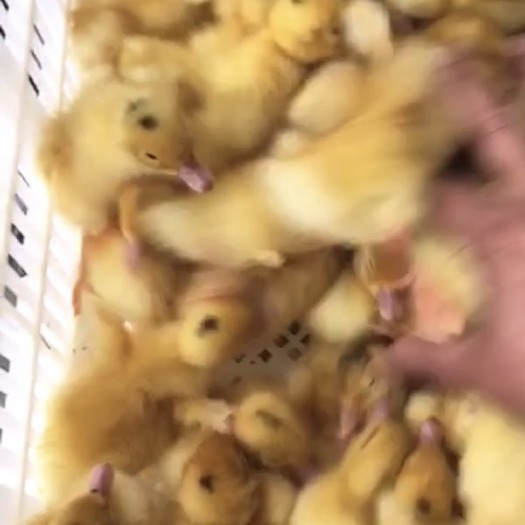 南宁 樱桃谷鸭苗 大种鸭苗  一级头苗￼￼