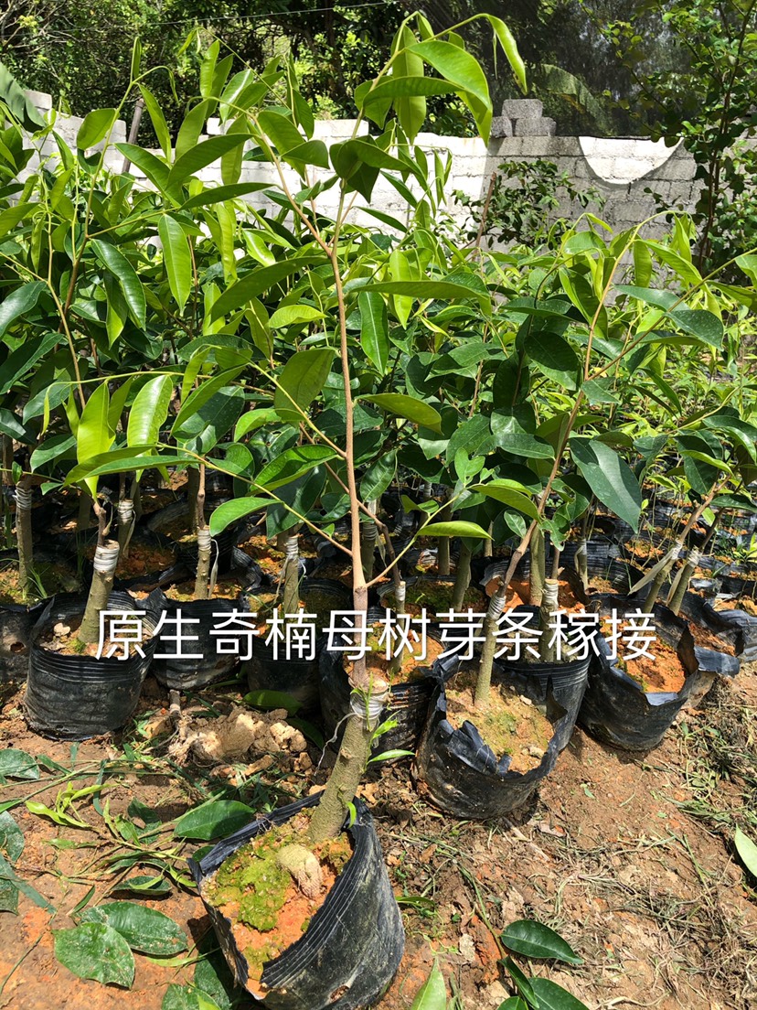 奇楠沉香樹