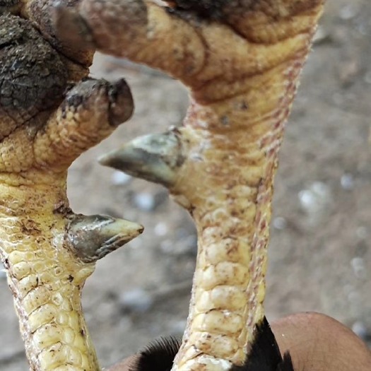 北流市清远麻鸡 清远麻阉