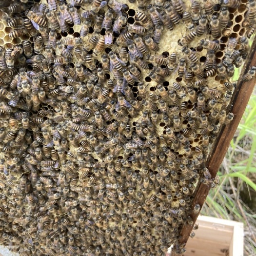 漳州中华蜜蜂  本人有优质的蜜蜂