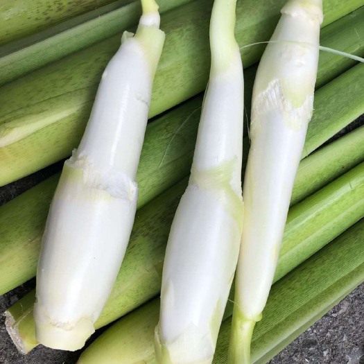 贵定县 茭白