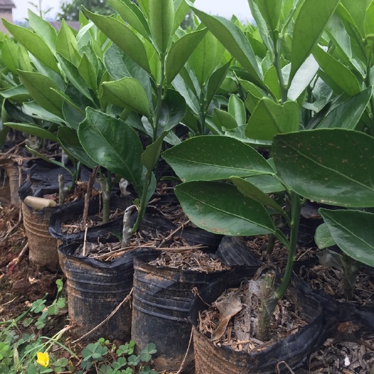 枝江市纽荷尔脐橙苗  代培育苗 脐橙杯苗 柑橘杯苗