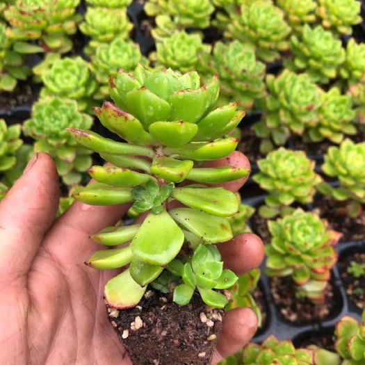 大理市 蒂亚小苗很壮