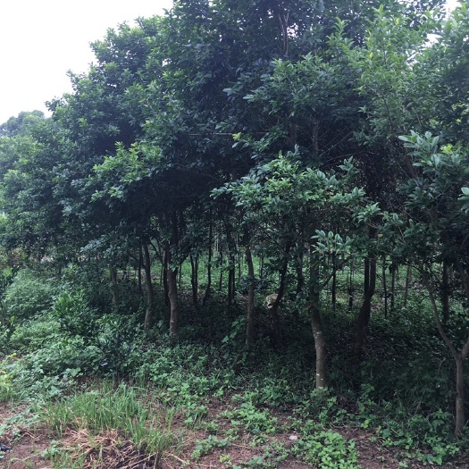 茂名白丁香 出售白银香