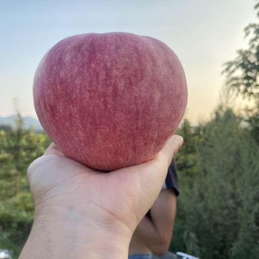 顺平县 顺平南神南脆甜莫里斯苹果