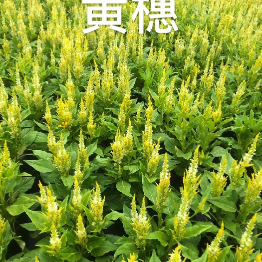 佛山世纪 大量泥碳土现货时花供应