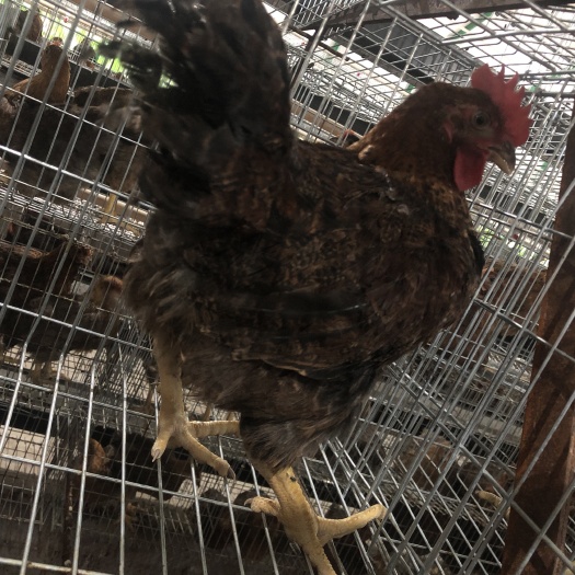 夏县 麻鸡