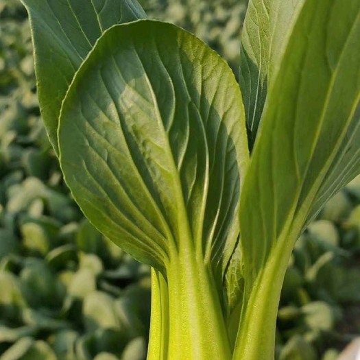 曹县上海青种植基地  常年有货  有冷库 代收代办