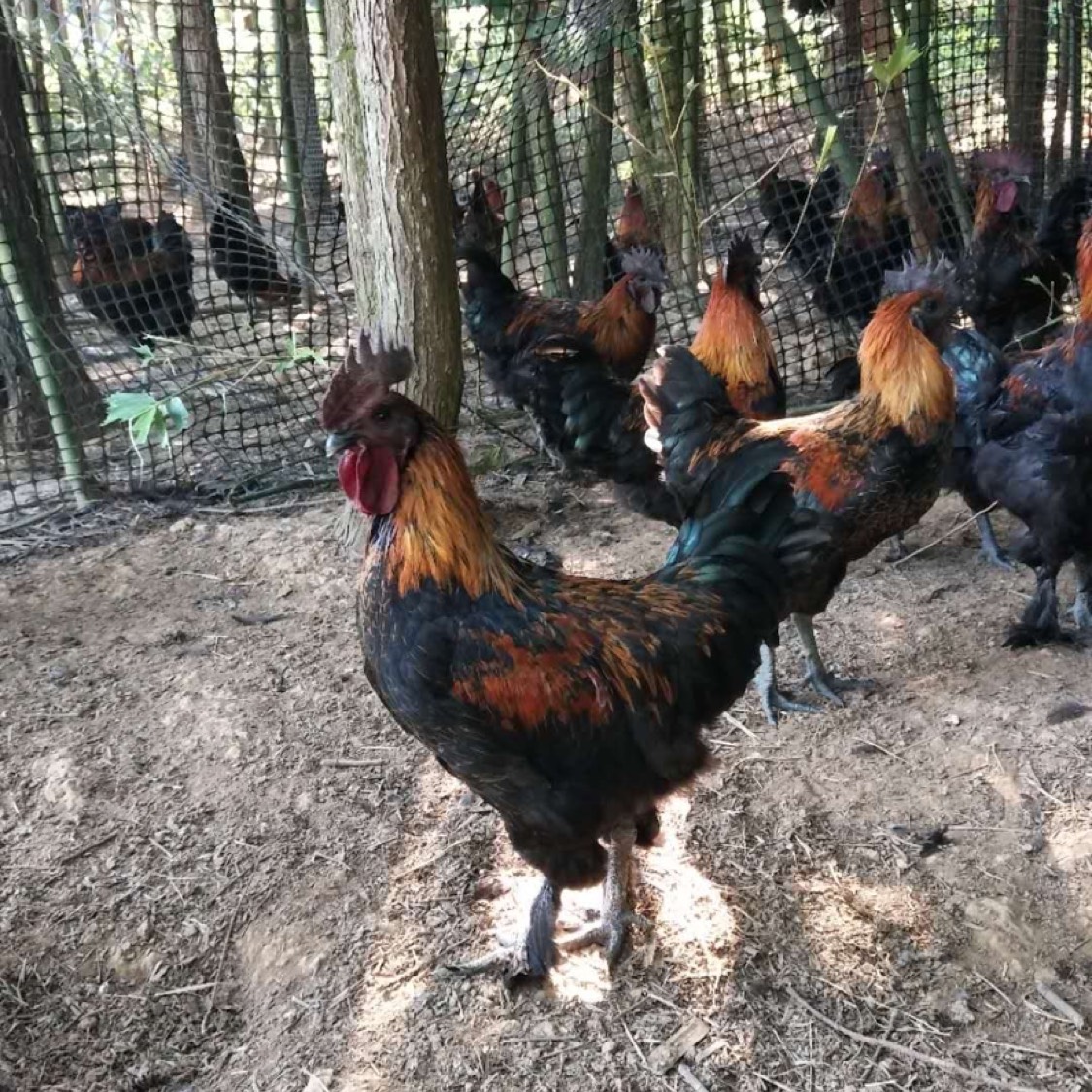 【黑肉母鸡】【跑山鸡】天数够，体型好，五黑鸡，黑肉鸡