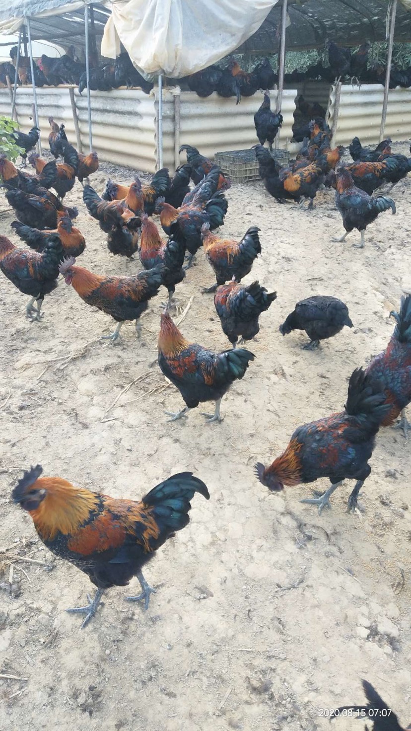 【黑肉母鸡】【跑山鸡】天数够，体型好，五黑鸡，黑肉鸡