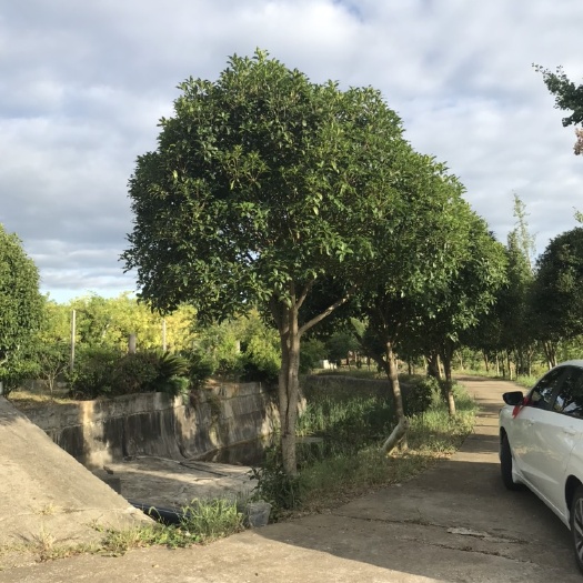 邵阳县 农场种有大量桂花树，大小规格都有欢乐购买