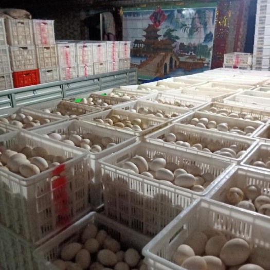宁津县大三花鹅蛋 食用 箱装