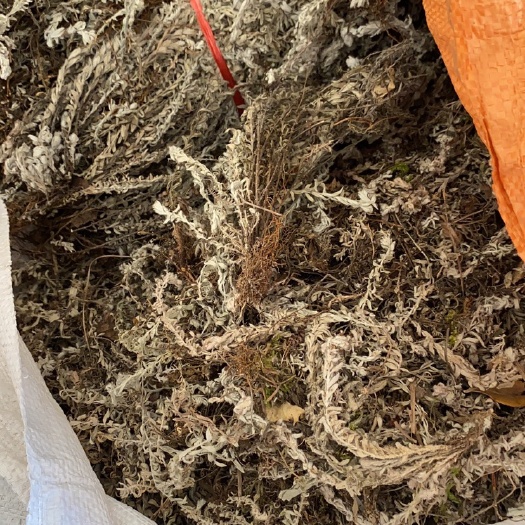 永安市 鹿茸草