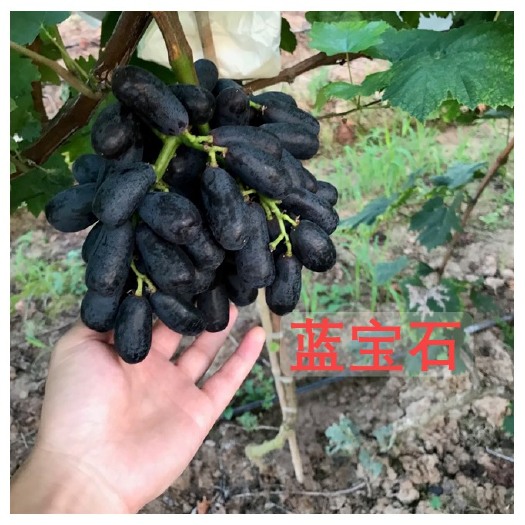 常德蓝宝石葡萄  甜蜜蓝宝石，味甜，每串大小适中。