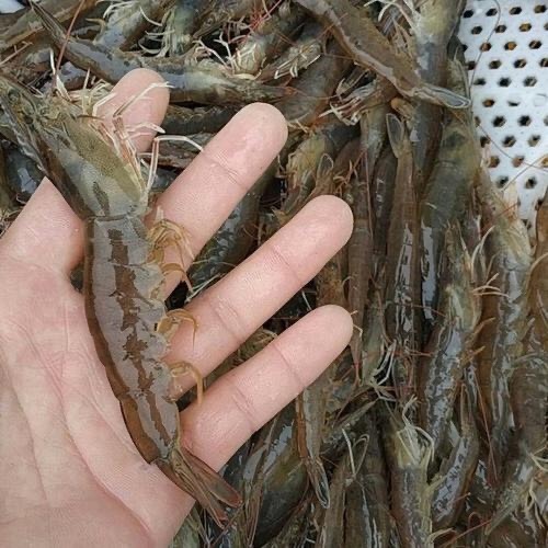 海兴县南极磷虾 人工养殖