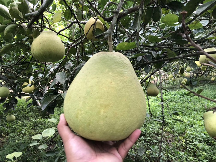东实早  东试早（傣王柚）