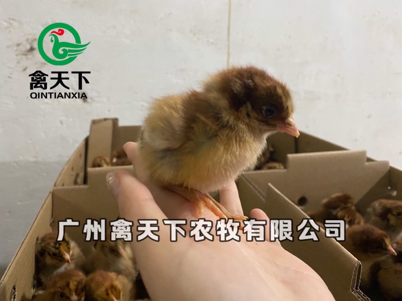 快大黄鸡苗  新坡麻鸡 大种麻鸡公苗全国发货包疫苗路损