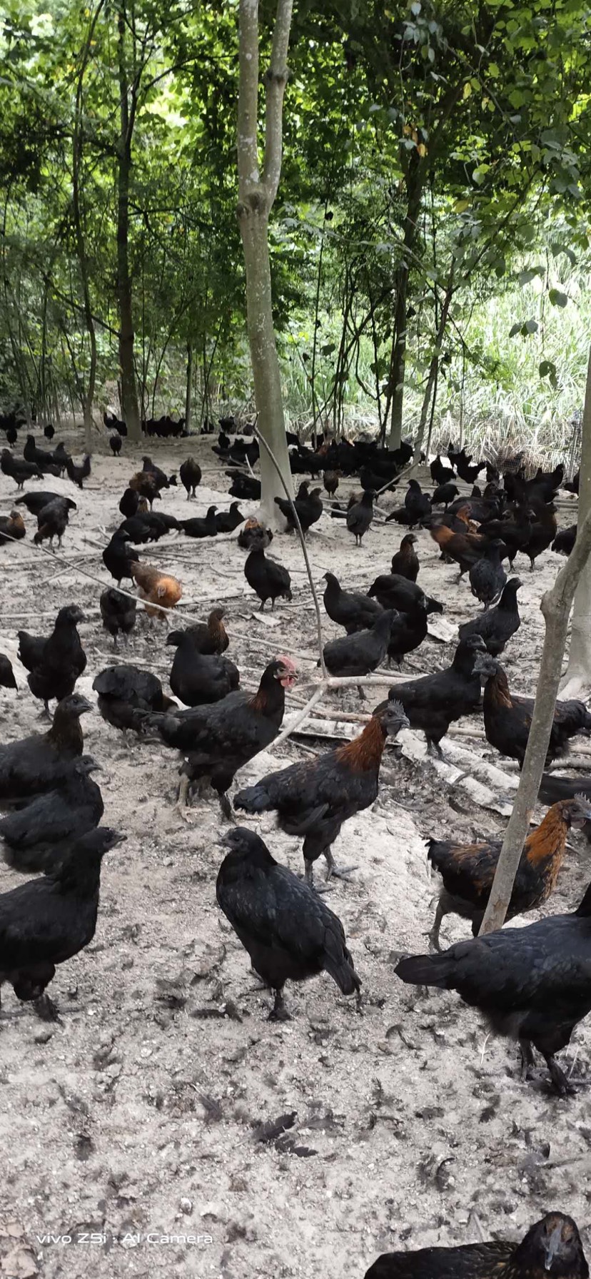 【黑肉母鸡】【跑山鸡】天数够，体型好，五黑鸡，黑肉鸡