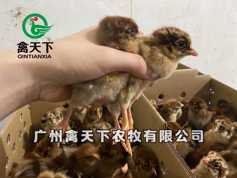 快大黄鸡苗  新坡麻鸡 大种麻鸡公苗全国发货包疫苗路损