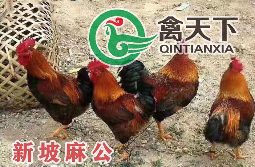 快大黄鸡苗  新坡麻鸡 大种麻鸡公苗全国发货包疫苗路损