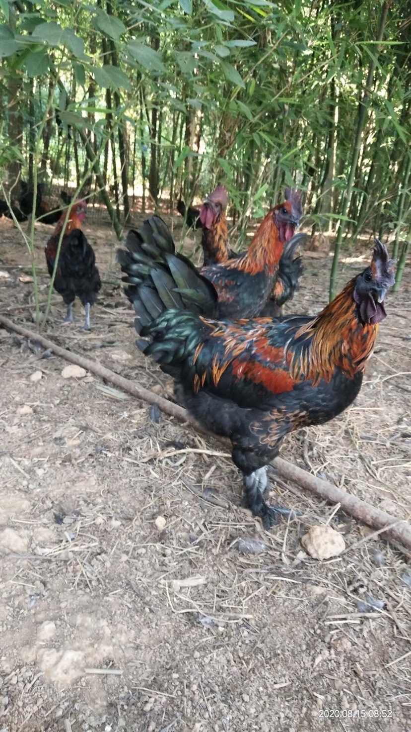 【黑肉母鸡】【跑山鸡】天数够，体型好，五黑鸡，黑肉鸡