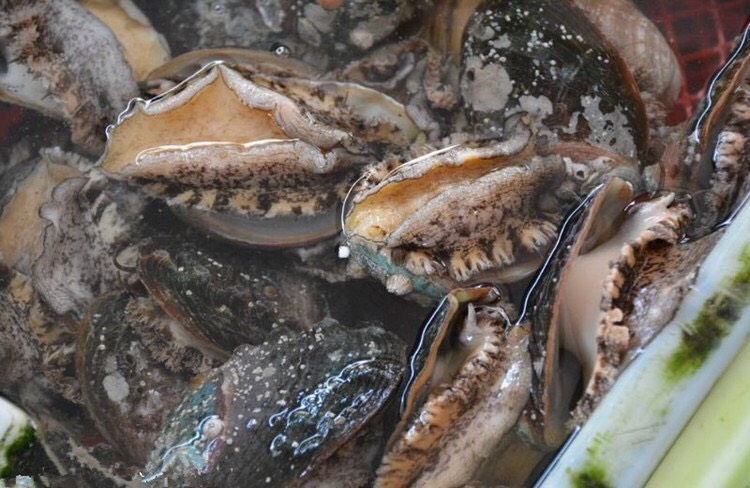 鲍鱼  鲍鱼鲜活特大鲍鱼大个鲍鱼  小鲍鱼贝类活类海鲜水产