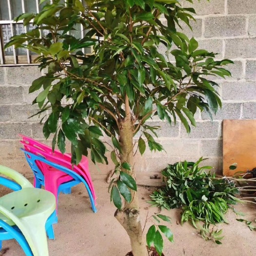 灵山县荔枝高压苗