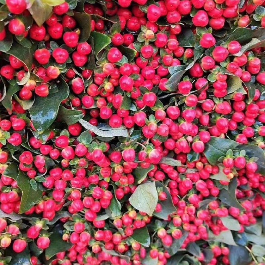 昆明火龙珠茶花 水晶果火龙珠￼