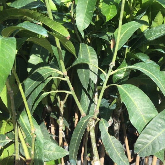 普宁市芒果苗  金煌芒果苗  四季芒果苗芒果实生苗营养杯苗