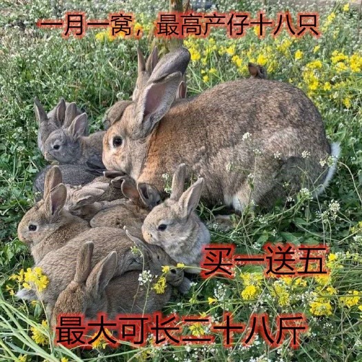 太和县比利时兔子。小兔幼崽。1斤左右到八两。左右。