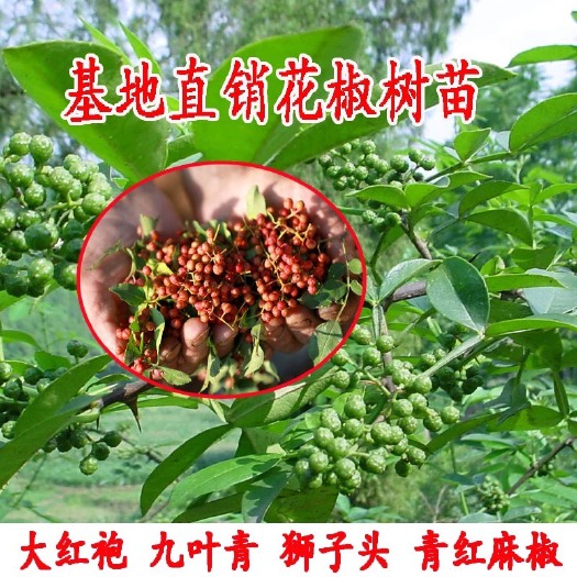 平邑县花椒苗 大红袍花椒苗 麻椒苗 基地直销  现挖现发 保证品种