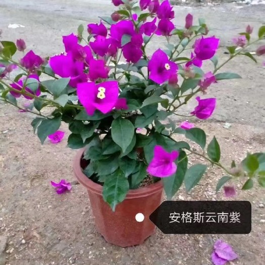 浏阳市紫花三角梅 0.2~0.5米