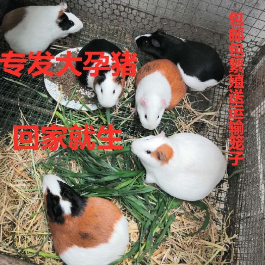 太和县肉兔  荷兰猪批发小的3两到半斤