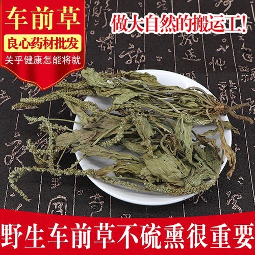 车前草水洗干货新鲜无泥车票草中药材