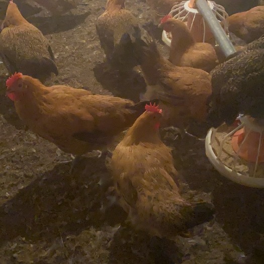 泾阳县 可加工成白条鸡