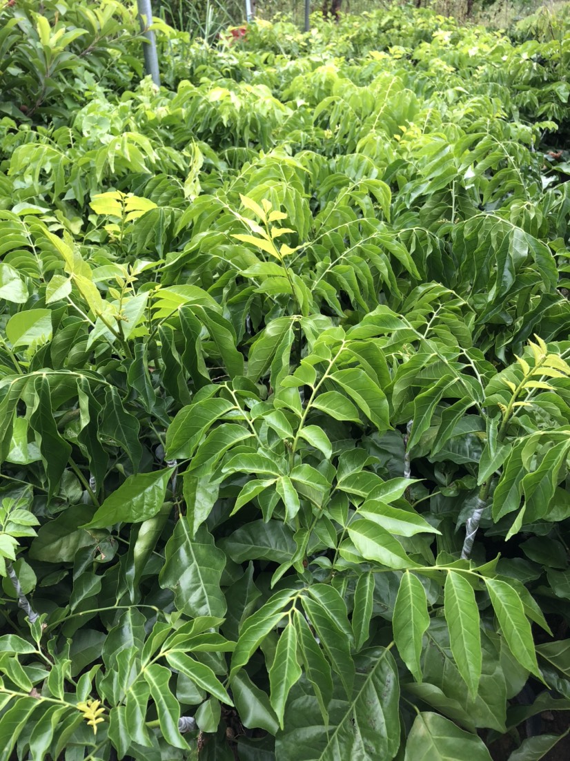 正版杯苗贵妃黄皮果苗廉江贵妃黄皮嫁接苗自家基地直销