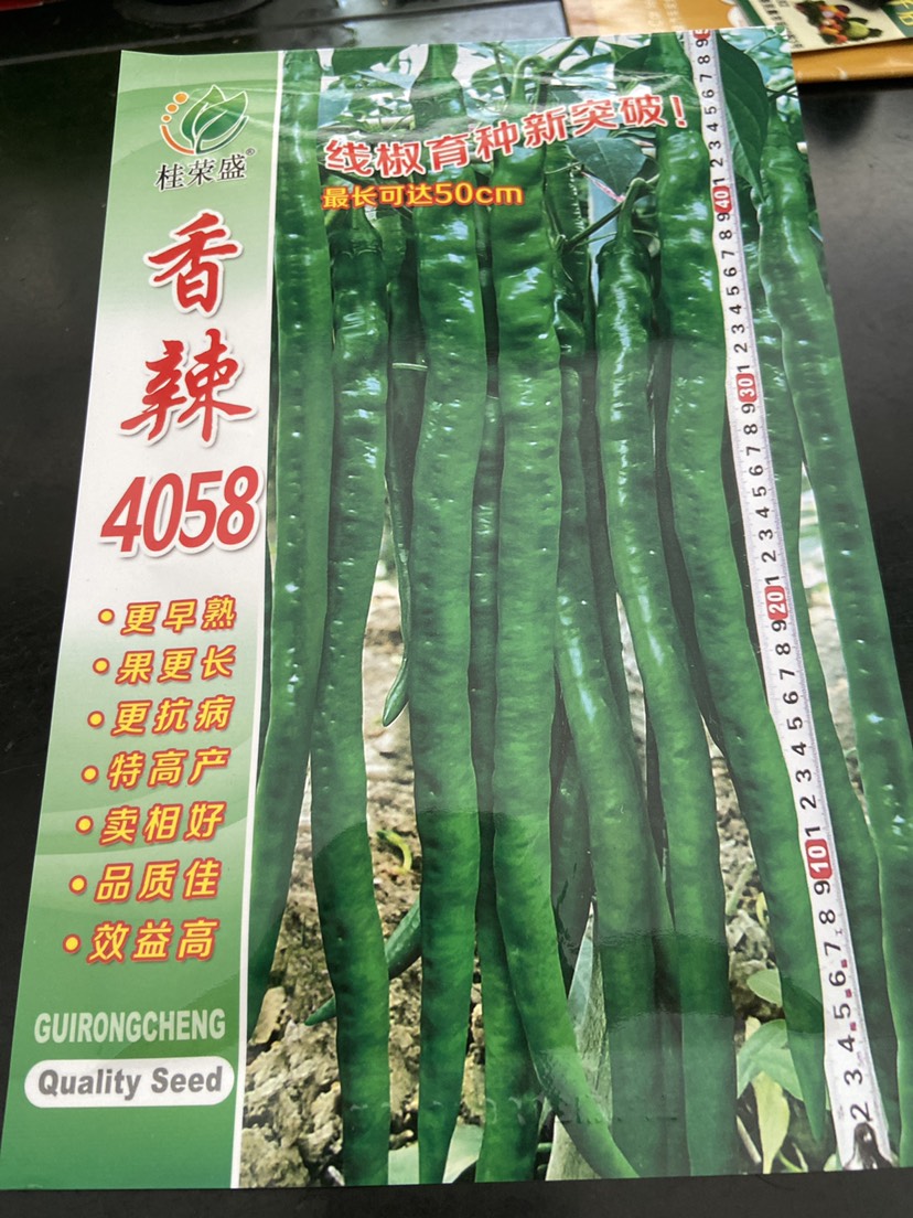 香辣4058 线椒种子