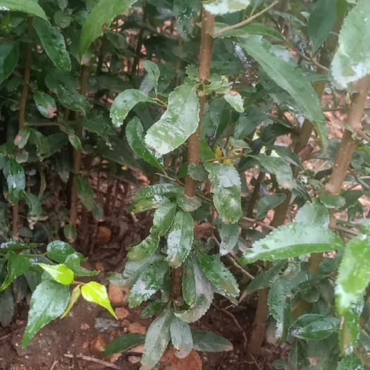洱源县 酸木瓜苗，红花木瓜苗，木瓜苗。