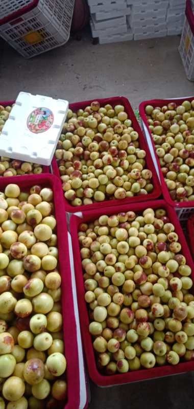 深圳 冬枣