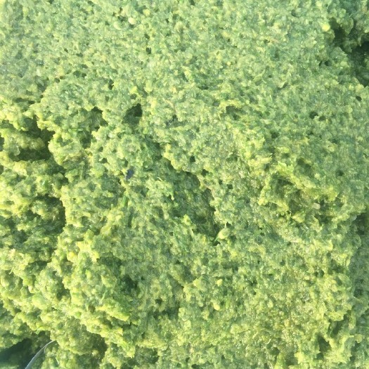 锡林浩特锡林浩特特产韭菜花酱，可发全国，天然无污染的绿色