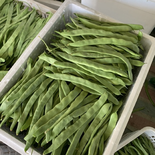 沽源县各种豆角￼大量上市，有需要的老板可以和我联系。￼