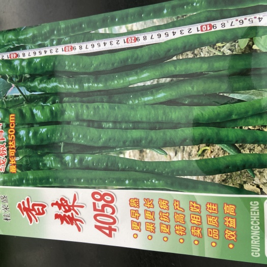 柳州香辣4058 线椒种子