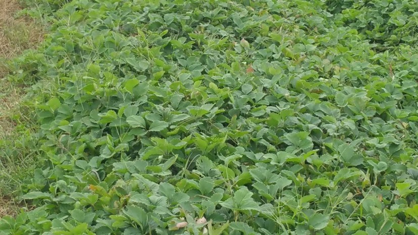 诸城市 大量出售甜查理草莓苗，根密茎粗，现货，提供技术支持