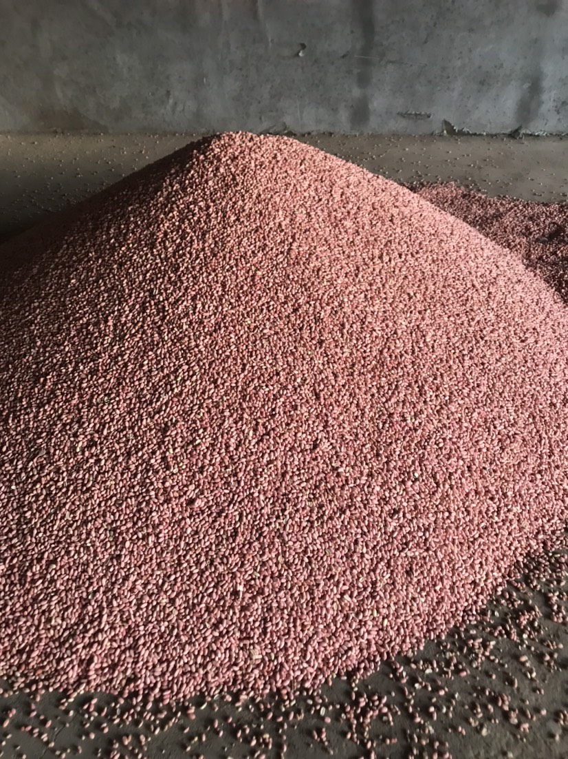 油料花生米 干货 花生米
