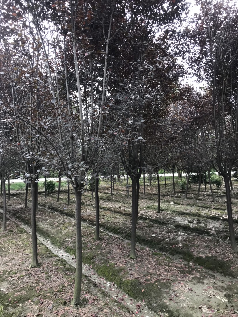 普通红叶李  成都红叶李基地