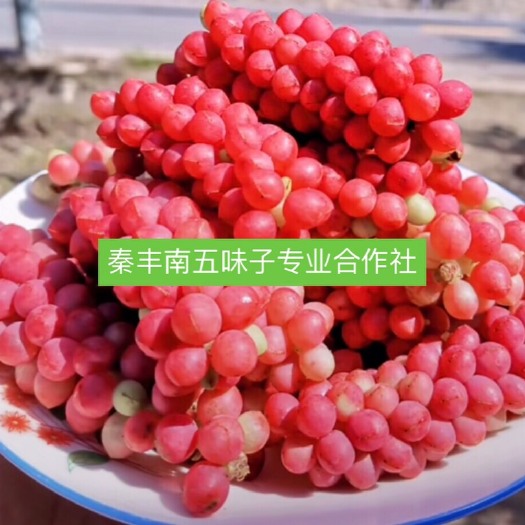 太白县五味子苗 南五味子实生脱毒苗 自有采摘园 苗圃 杜绝中间商