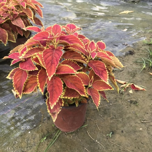 成都成都彩叶草基地